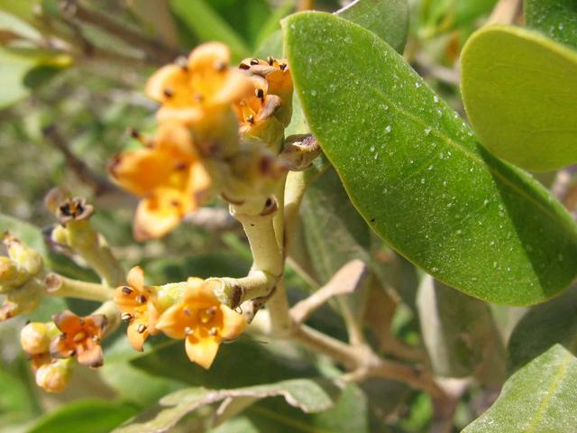 :  IMG_0064_.jpg
: 55
:  43,7 