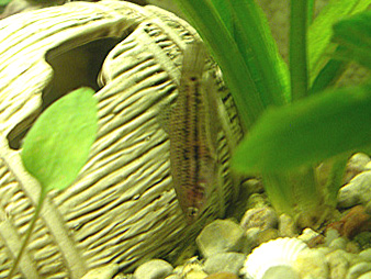 :  2006,04,06-021.jpg
: 323
:  61,5 