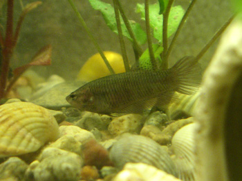 :  2006,04,07-001.jpg
: 309
:  39,3 