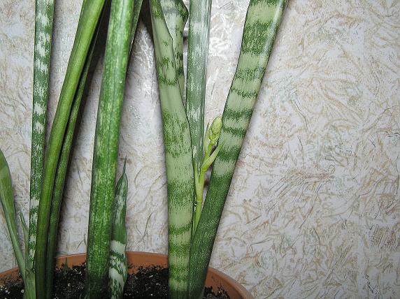 :  sans1_1.jpg
: 261
:  60,2 