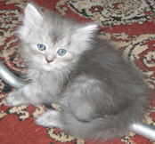 :  IMG_4602-1.jpg
: 73
:  21,9 