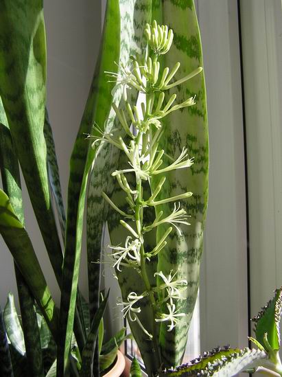 :  sans_far.jpg
: 90
:  46,4 