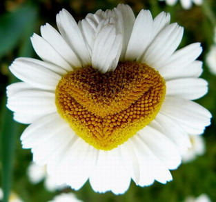 :  0_dc41_4a640117_L.jpg
: 70
:  29,5 