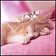 :  zak2.gif
: 95
:  7,8 