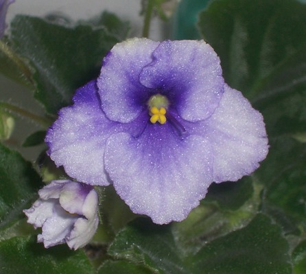 :  carol_anne.jpg
: 105
:  49,3 