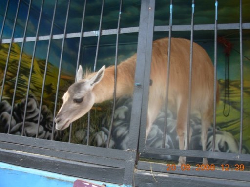 :   017.jpg
: 105
:  47,2 