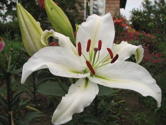 :  004.jpg
: 70
:  52,6 