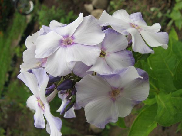 :  007.jpg
: 63
:  45,1 