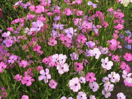 :  0002.jpg
: 63
:  61,5 