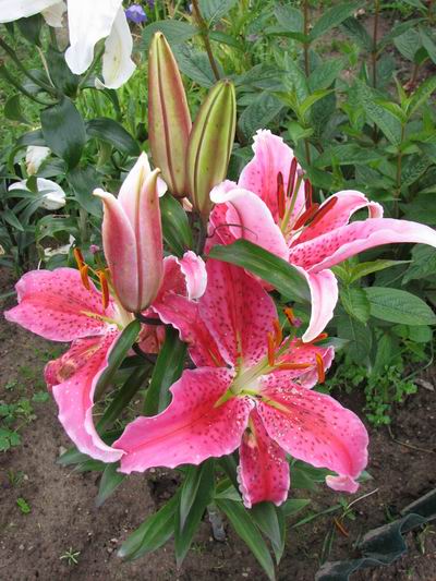 :  22.jpg
: 53
:  62,2 