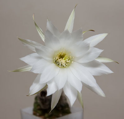 :  cactus1.jpg
: 28
:  26,9 