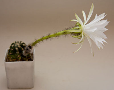 :  cactus.jpg
: 26
:  24,1 