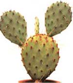 :  opun_pha.jpg
: 55
:  4,6 