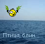 :  7.gif
: 98
:  14,3 