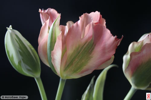 :  0000037319-YND.jpg
: 61
:  21,8 