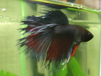 :  2006,04,14-050.jpg
: 230
:  22,9 