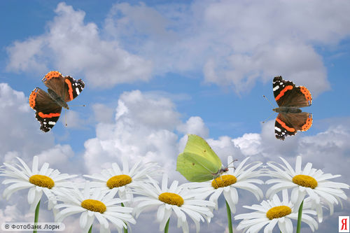 :  0000166908-YND.jpg
: 68
:  33,6 