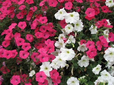 :   040.jpg
: 60
:  57,6 