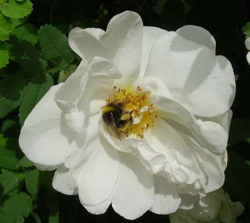 :  flower.jpg
: 20
:  48,8 