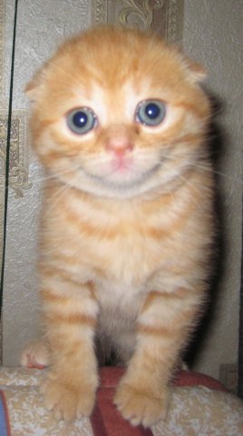 :  .jpg
: 77
:  24,7 