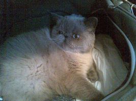 :  Img(159) [320x200] [320x200].jpg
: 29
:  15,9 