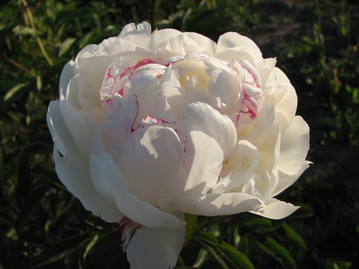 :    4444444.jpg
: 68
:  48,9 