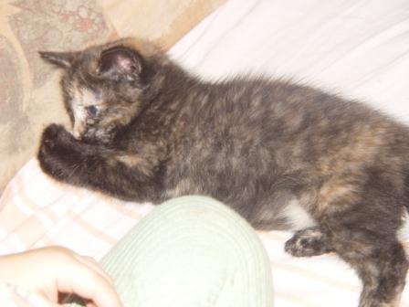 :   05-10-2008 003-1.jpg
: 64
:  19,1 