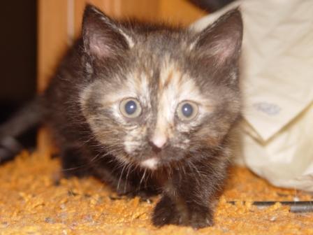 :   05-10-2008 006-1.jpg
: 66
:  21,6 