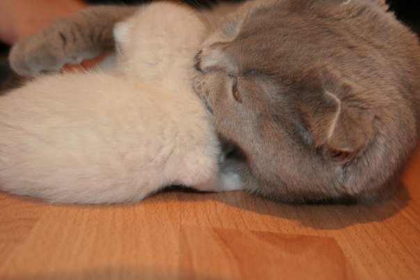 :  x_cd6b357f.jpg
: 70
:  35,9 