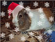 :  77d61c1015eb.gif
: 116
:  13,0 