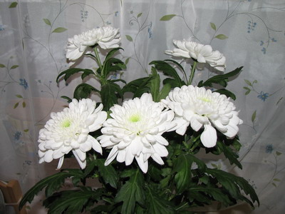 :  IMG_9107_resize.jpg
: 71
:  52,4 