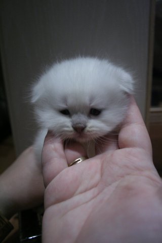 :  x_8fad8845.jpg
: 136
:  15,5 