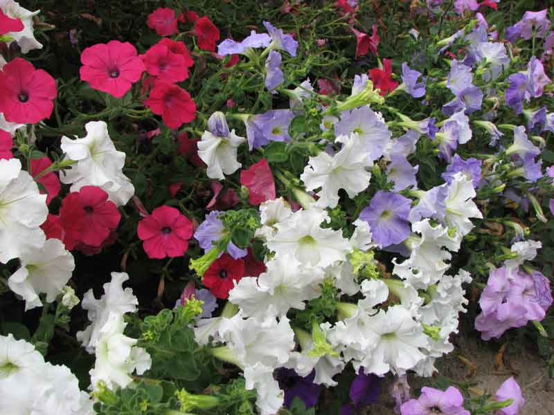 :  -037.jpg
: 72
:  48,9 