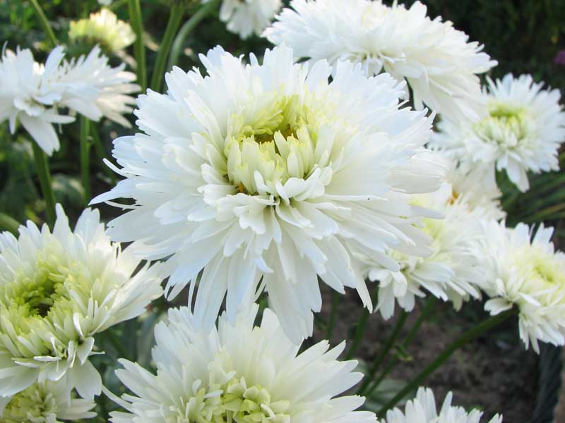 :  -1205.jpg
: 72
:  49,2 