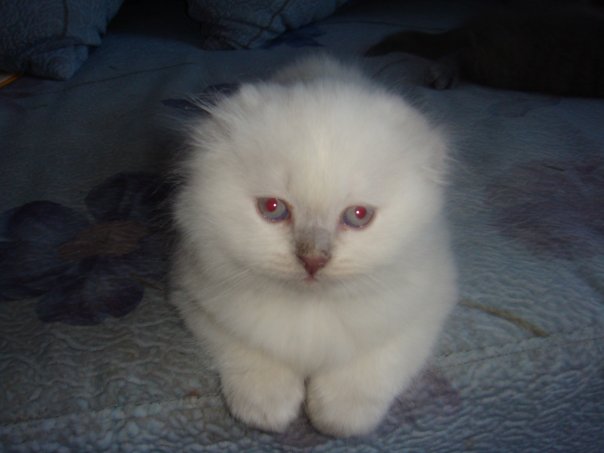 :  x_9730d33c.jpg
: 155
:  31,2 