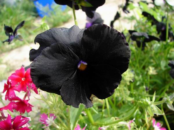 :      DSC01116.JPG
: 40
:  59,2 