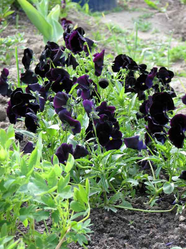 :  --.jpg
: 41
:  59,8 