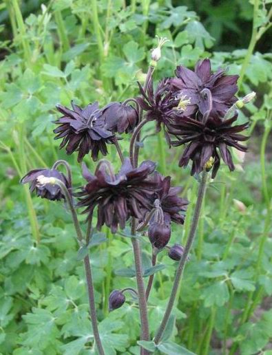 :  .jpg
: 36
:  59,5 