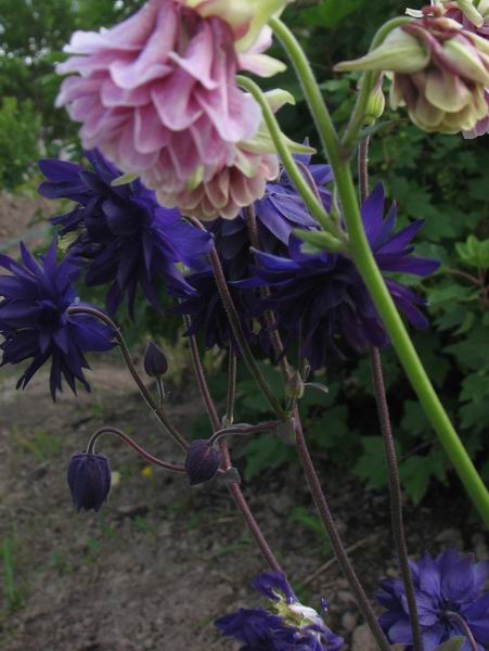 :     8888.jpg
: 36
:  50,9 