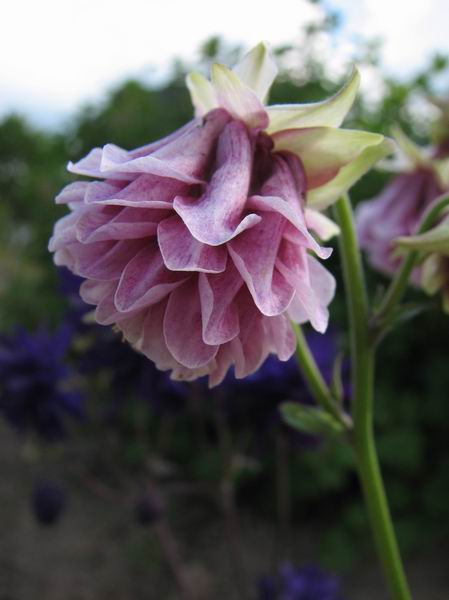 :      060.jpg
: 36
:  33,9 