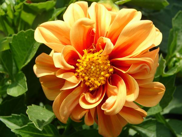 :     055.jpg
: 39
:  57,4 