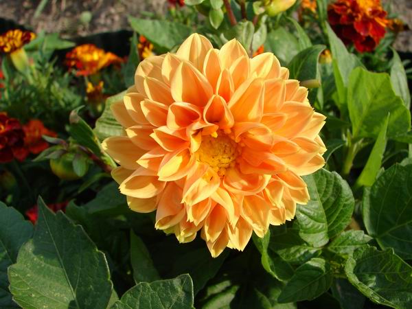 :     079.jpg
: 40
:  62,0 