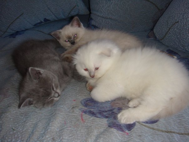 :  x_0113009b.jpg
: 225
:  40,1 