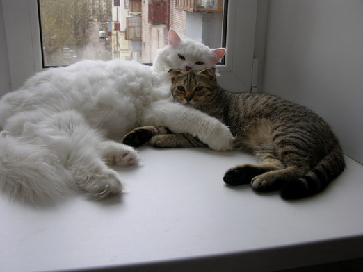 :  1.jpg
: 217
:  48,8 