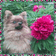 :  avatar68640_25555.gif
: 62
:  7,5 