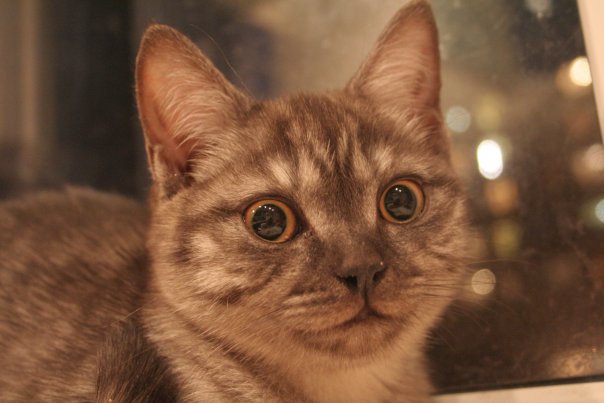 :  .jpg
: 172
:  39,7 