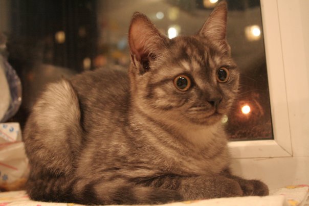 :  1.jpg
: 162
:  40,1 