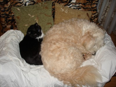 :  cat_dog.JPG
: 421
:  32,2 