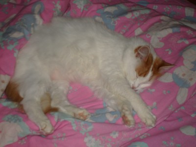 :  cat.JPG
: 421
:  23,0 