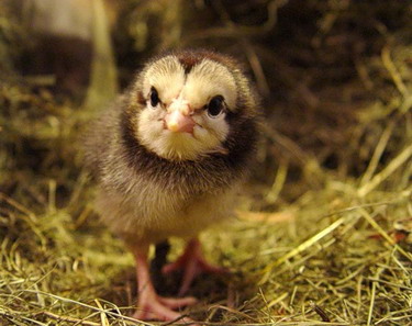 :  krvolu_137182_L.jpg
: 12
:  39,9 